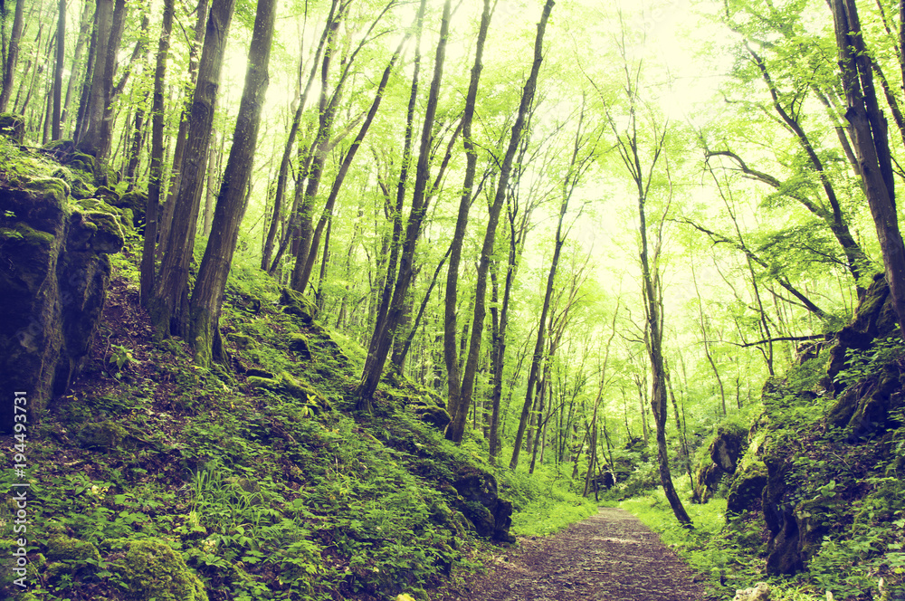 Obraz premium beautiful green forest