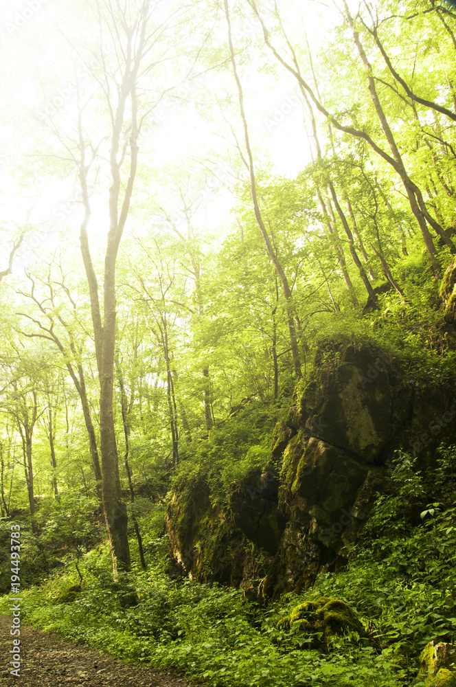 Fototapeta premium beautiful green forest