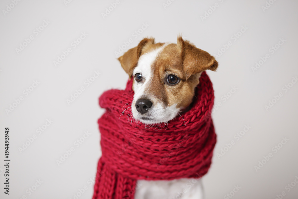 portrait of a cute young small dog looking at the camera with a red scarf covering him. White background