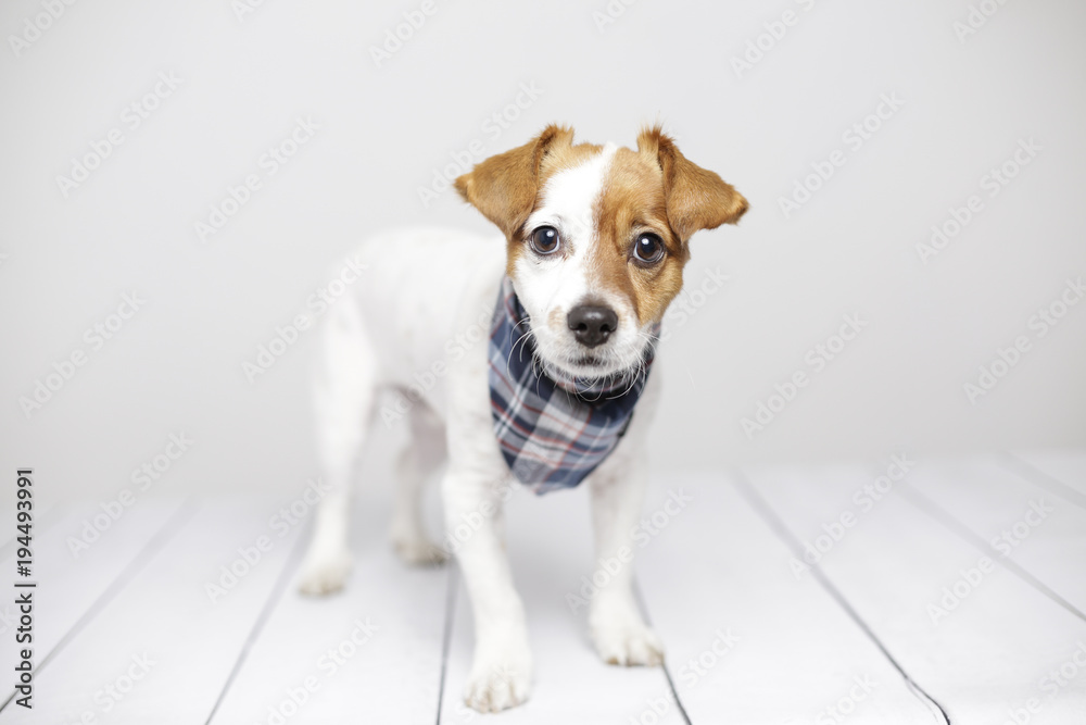 close up portrait of a cute young small dog with a plaid bandana. White background. Indoors. Dog sitting on a white chair