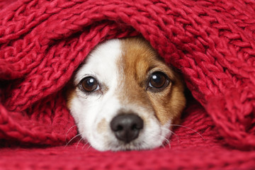 portrait of a cute young small dog looking at the camera with a red scarf covering him. White background