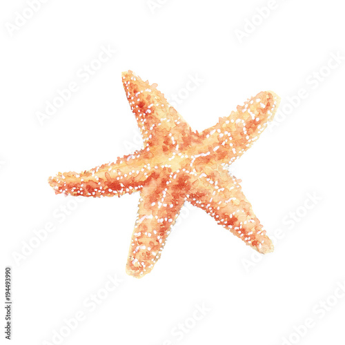 Watercolor illustration of seashells and starfish with seaweed
