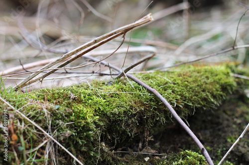 moss in nature