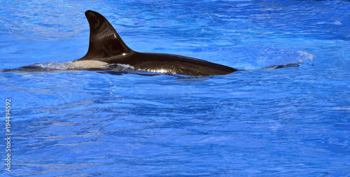 Killer whale Latin name orcinus orca