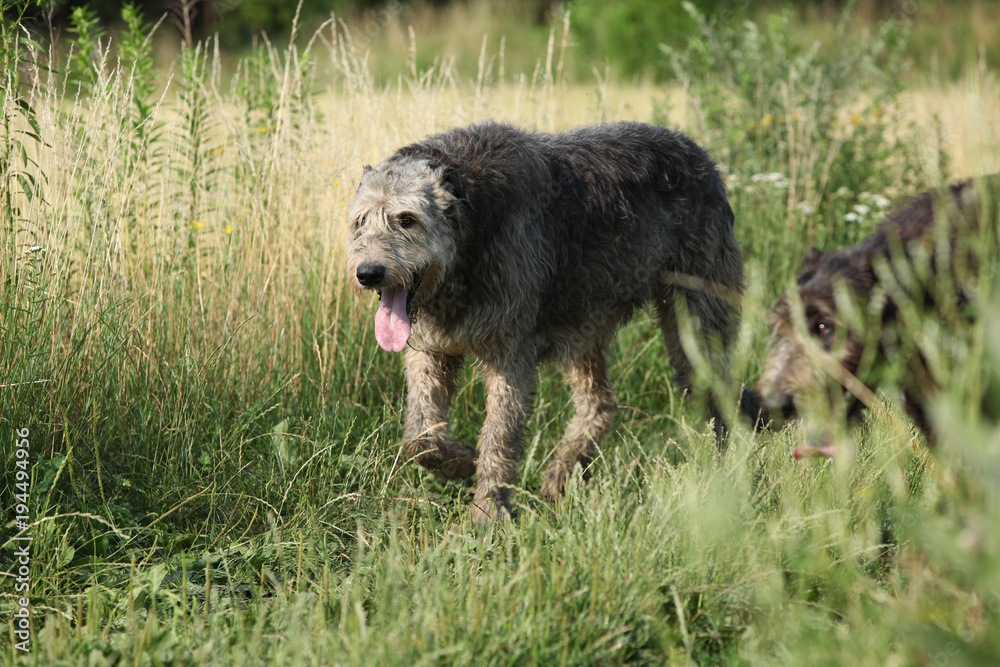 Irish wolfhound running in nature