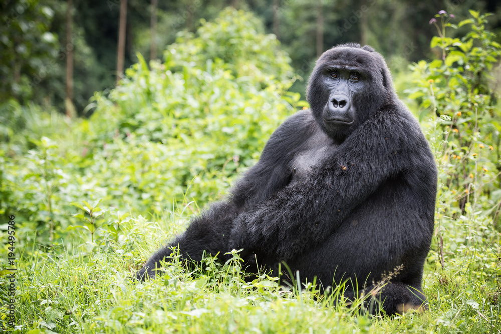 Adult mountain gorilla sitting in rich vegetation in the Bwindi Impenetrable National Park in Uganda Adult mountain gorilla sitting in rich vegetation in the Bwindi Impenetrable National Park in Uganda