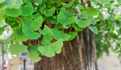  Ginkgo tree / Close-up of an old ginkgo tree in Verona, Italy 