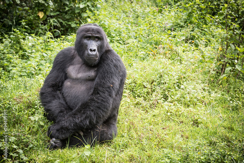 Adult mountain gorilla sitting in rich vegetation in the Bwindi Impenetrable National Park in Uganda