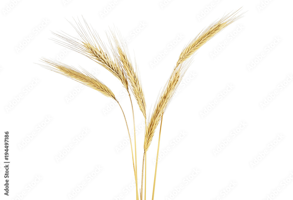 Ears of rye isolated on a white background Ears of rye isolated on a white background