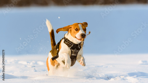Dog run Beagle fun in snow