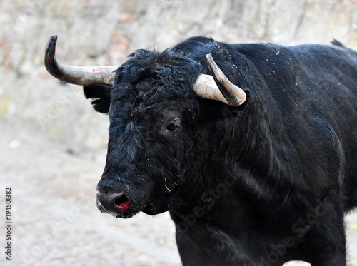 bull in spain