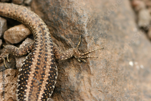 Closeup of a lizards foot on a rock wall