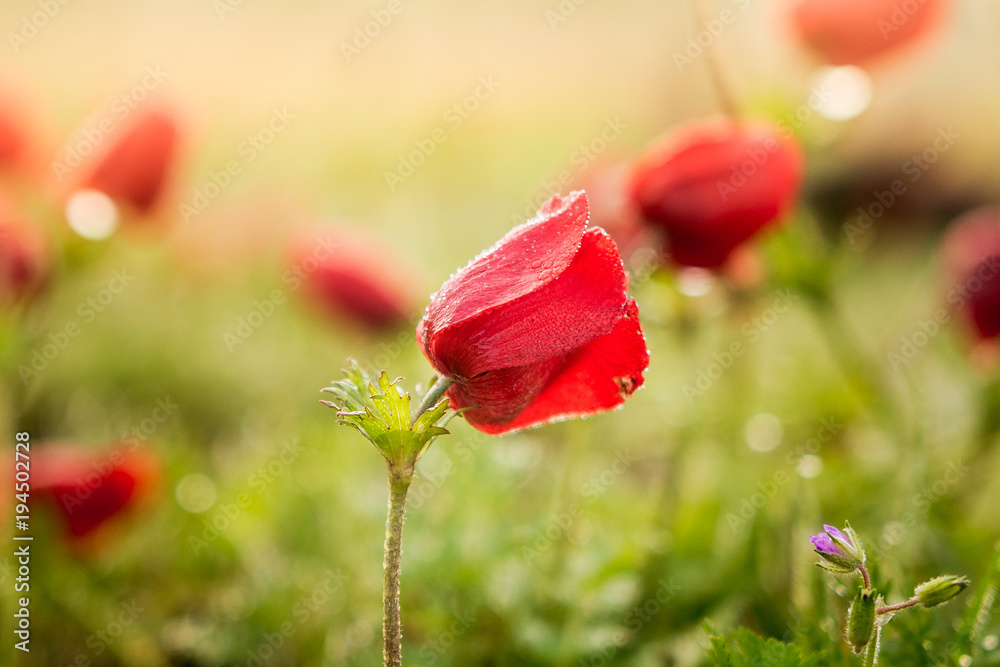 Obraz premium Anemone Blooms