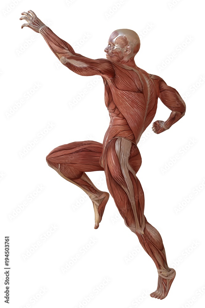 Male body without skin, anatomy and muscles 3d illustration isolated on white Male body without skin, anatomy and muscles 3d illustration isolated on white