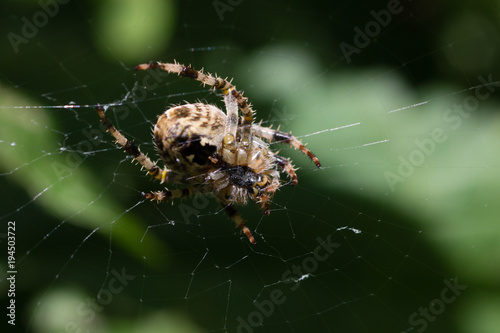 A garden spider in its net on a blurred green background from below