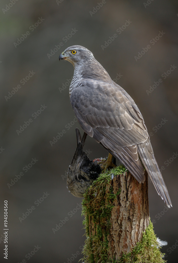 Obraz premium Regal goshawk with prey