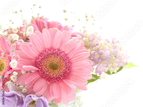 flower  pink  gerbera  daisy  isolated  gerber  nature  beauty  bloom  floral  macro  blossom  flora  plant  spring  flowers  closeup  gerbera daisy  white background  bright  copy space  still life  