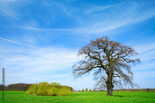 Alte knorrige Eiche, grünes Feld und blauer Himmel im Frühling