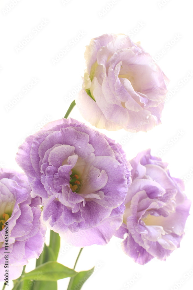 purple flower on white background 