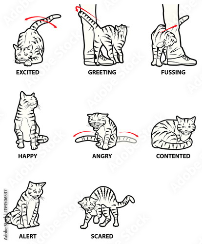 Guide to your Cats Emotions (ID: 194506537)