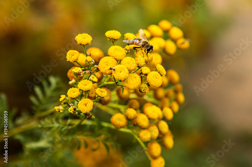 Close up of a common tansy (Tanacetum vulgare)