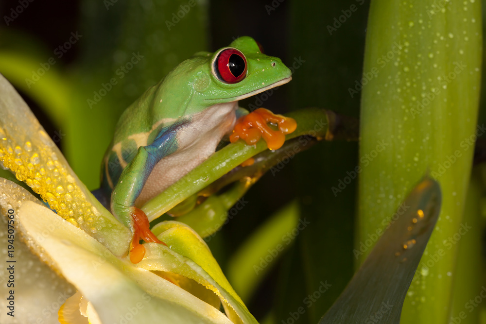 Fototapeta premium Red eye frog on the orchid flower