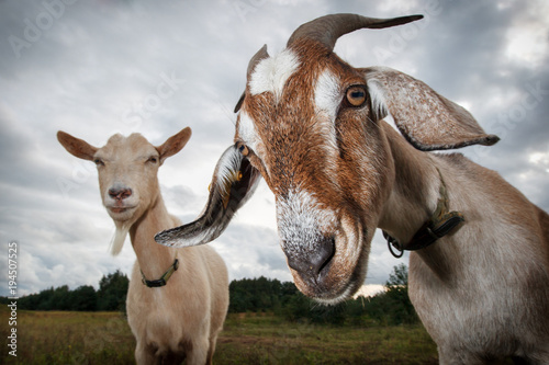 Photographie Two goats look at the camera