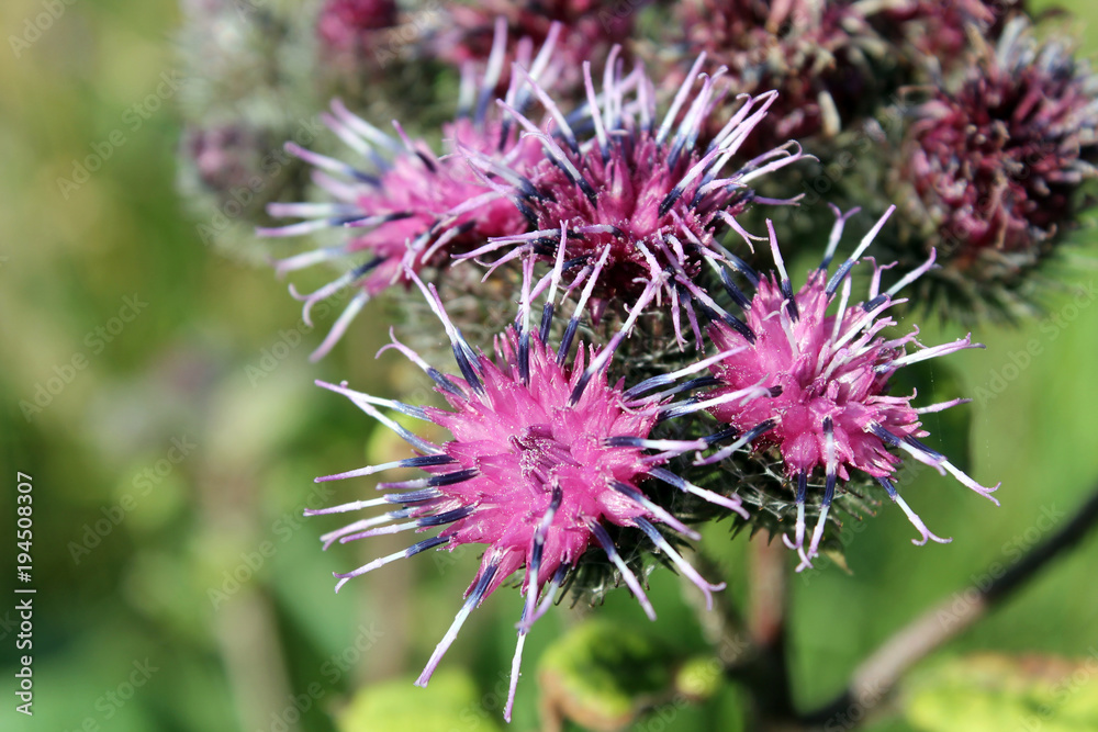 Flowers of Greater burdock or Arctium lappa close-up Flowers of Greater burdock or Arctium lappa close-up