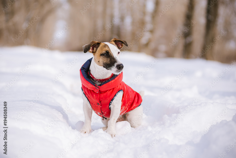 dog Jack Russell Terrier in a red suit for a winter walk