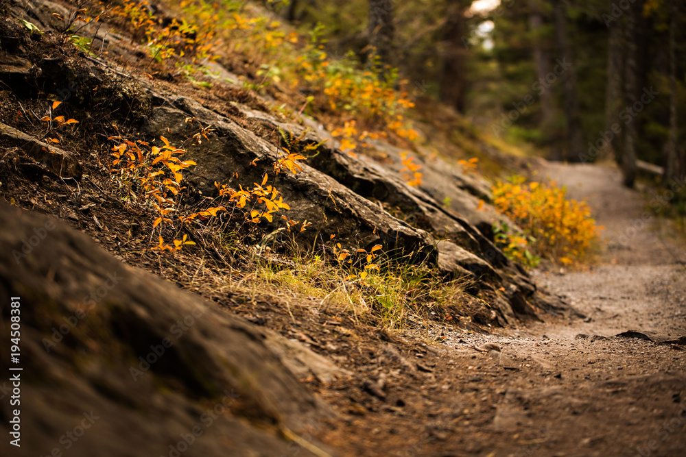 Naklejka premium Close up of mountain path in autumn