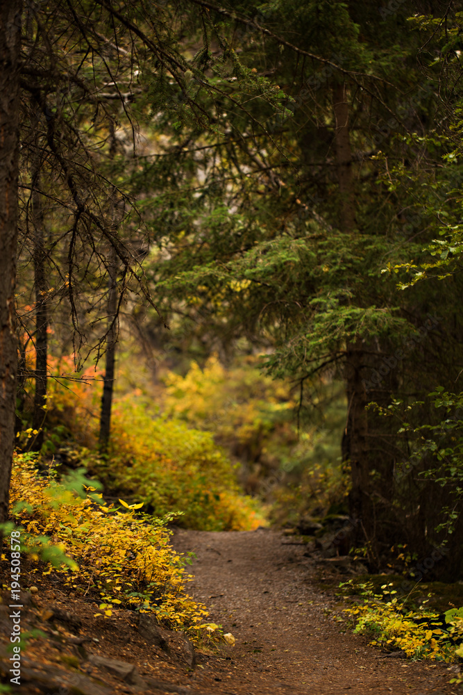 Autumn forest path in the Rocky Mountains