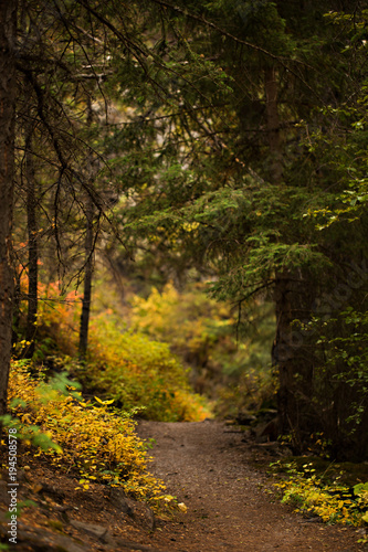 Autumn forest path in the Rocky Mountains