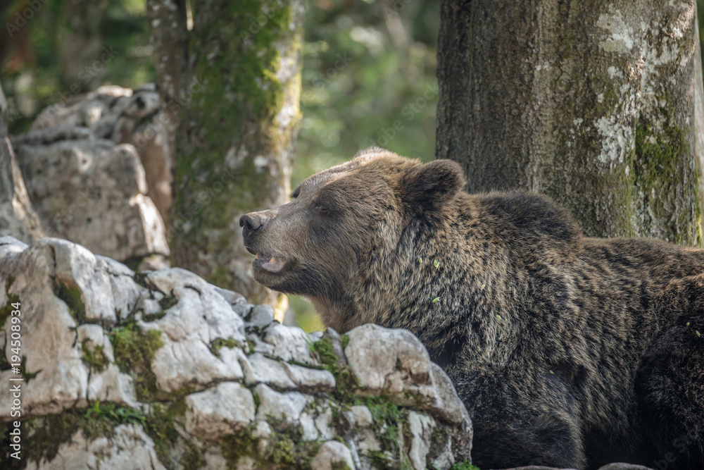 Obraz premium Slovenian bear out foraging in limestone boulders
