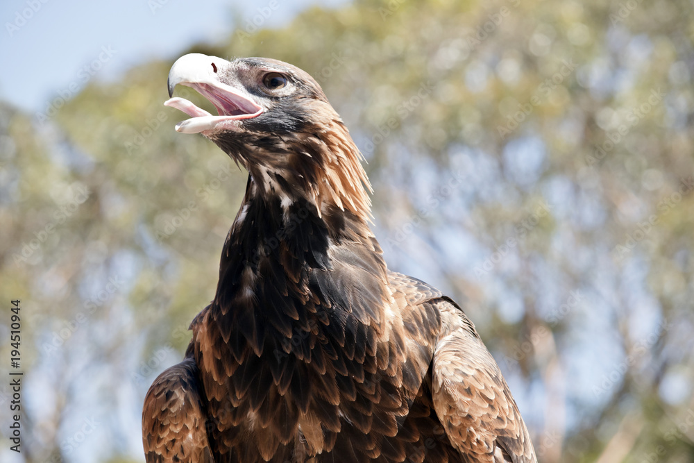 Fototapeta premium wedge tailed eagle