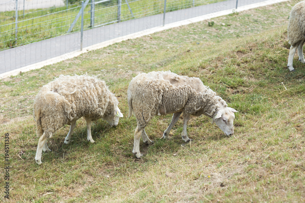 Obraz premium Two half peeled sheep in the moult grazing on a farm hill