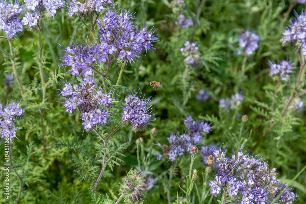 Honey bee flying to extract collect nectar from lilac purple small flowers Honey bee flying to extract collect nectar from lilac purple small flowers