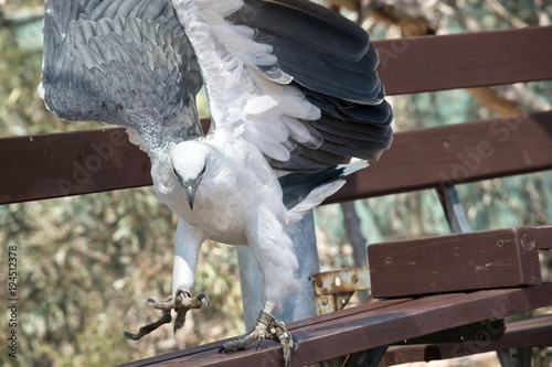 A sea eagle photo