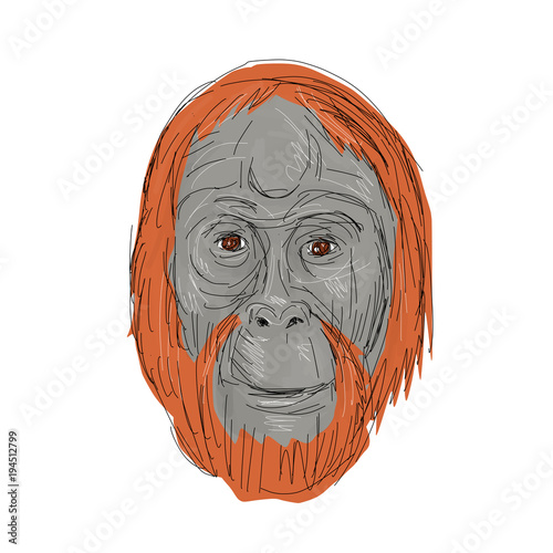 Drawing sketch style illustration of head of an unflanged male orangutan, an extant species of great apes native to Indonesia and Malaysia on isolated background.