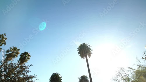 Palm Trees Drive. Beverly Hills, Los Angeles, California