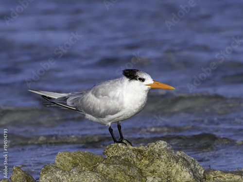 Royal Tern Resting on Rock, Portrait