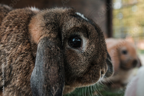 Head of adult Lop rabbit.
