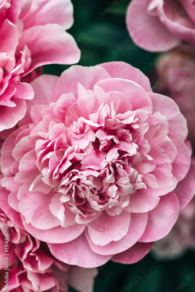 freshly bloomed peony freshly bloomed peony