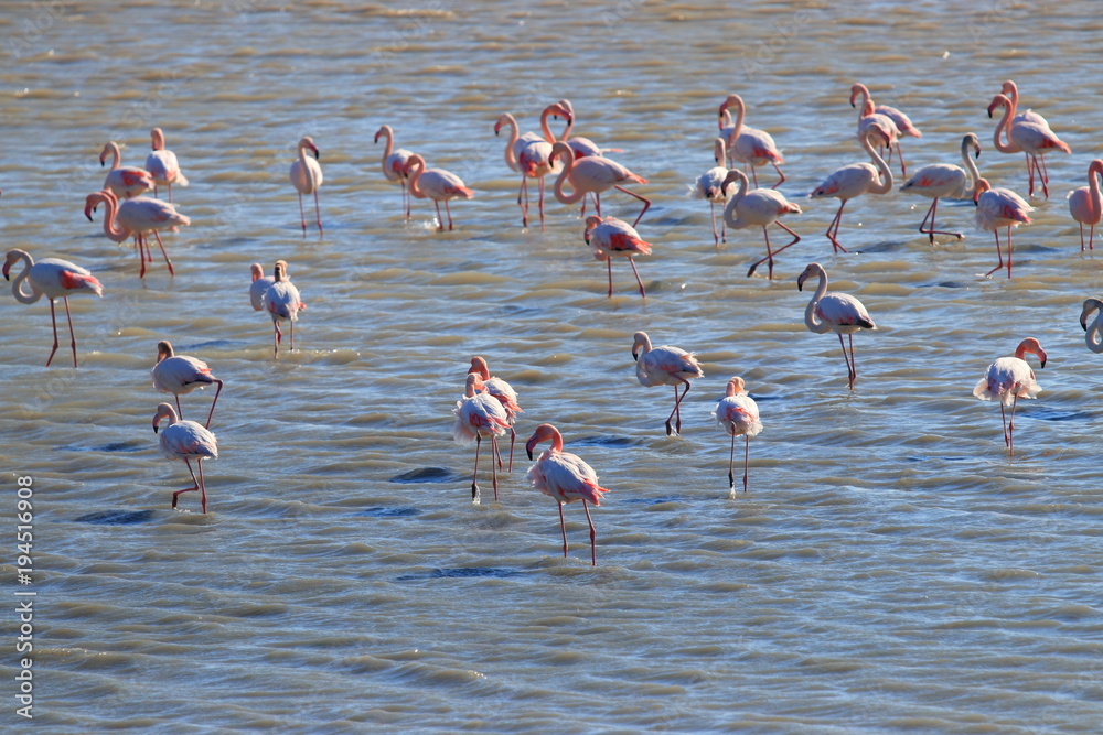 Fototapeta premium group of greater flamingo in a marine pond, Phoenicopterus roseus