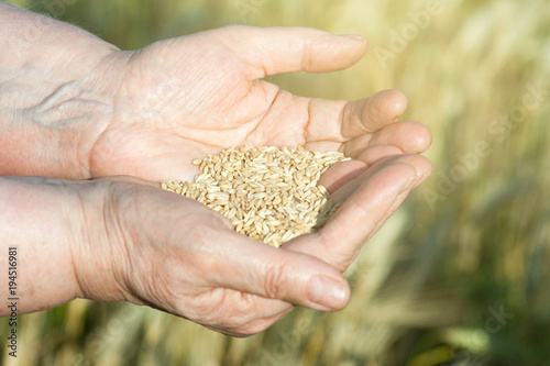 Harvest time. Hands of old woman are holding handful of wheat grains, close-up.