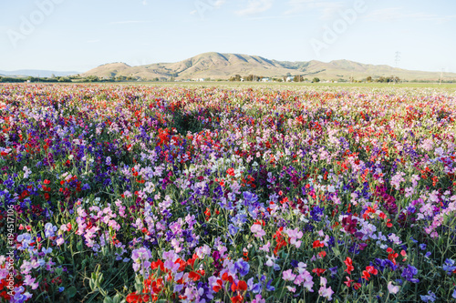 A field of colorful sweet pea flowers
