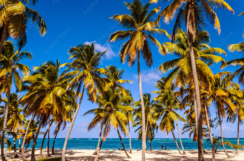 High coconut palms, white sand, blue ocean and people on the shore,