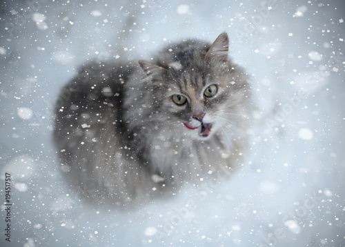 winter cat