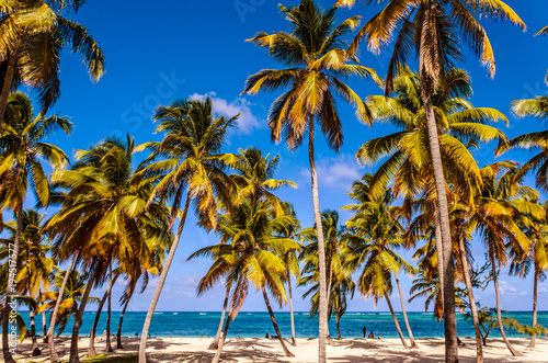 High coconut palms, white sand, blue ocean and people on the shore,