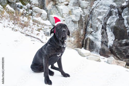 Black dog in santa hat