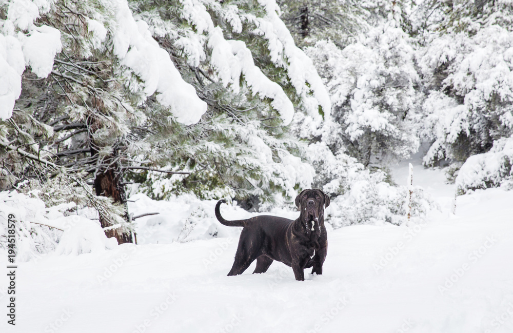 Black dog in snowy scene